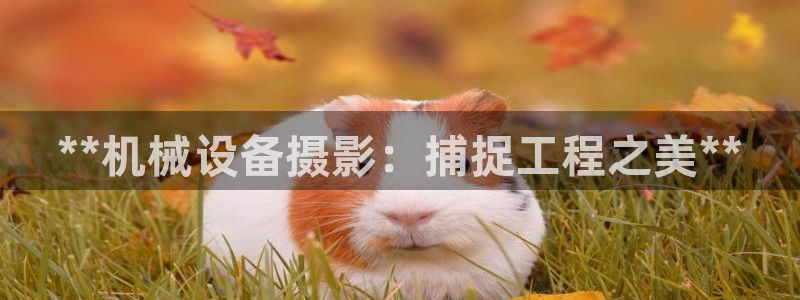 杏盛平台：**机械设备摄影：捕捉工程之美**